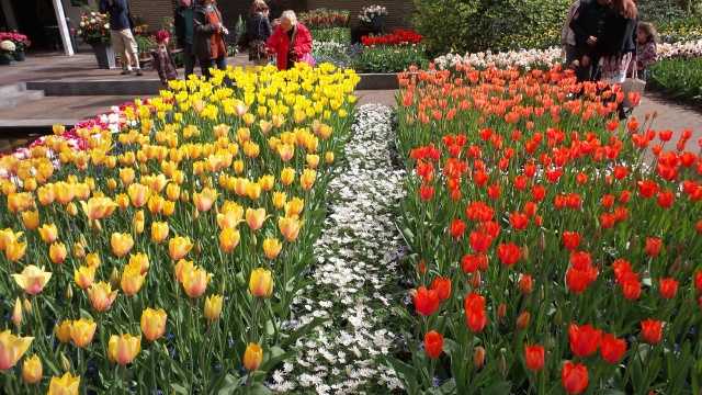 2014-04-17 Holland Tulips 47.jpg
